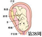 怀孕38周胎儿发育图