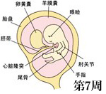 怀孕第7周胎儿发育