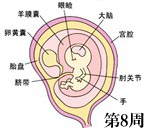 怀孕第8周胎儿发育