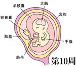 怀孕第10周胎儿发育