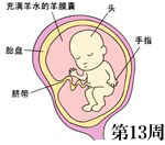 怀孕第13周胎儿发育