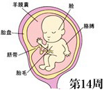 怀孕第14周胎儿发育