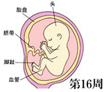 怀孕第16周胎儿发育