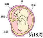 怀孕第18周胎儿发育