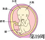 怀孕第19周胎儿发育