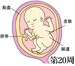 怀孕第20周胎儿发育