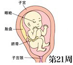 怀孕第21周胎儿发育过程图
