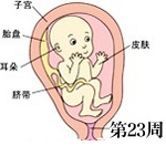 怀孕第23周胎儿发育过程图