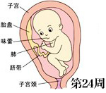怀孕第24周胎儿发育过程图