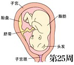 怀孕第25周胎儿发育