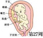 怀孕第27周胎儿发育