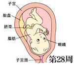 怀孕第28周胎儿发育