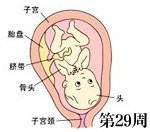 怀孕29周胎儿发育图
