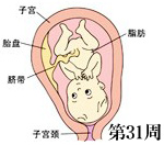 怀孕31周胎儿发育图