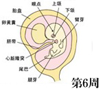 怀孕第6周胎儿发育